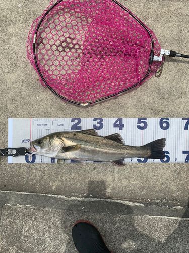 スズキの釣果