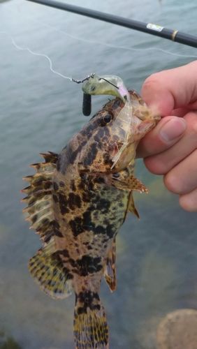 タケノコメバルの釣果