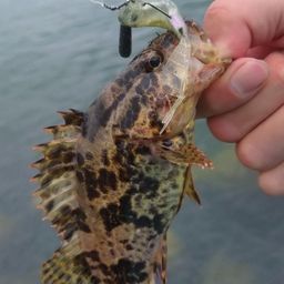 タケノコメバル