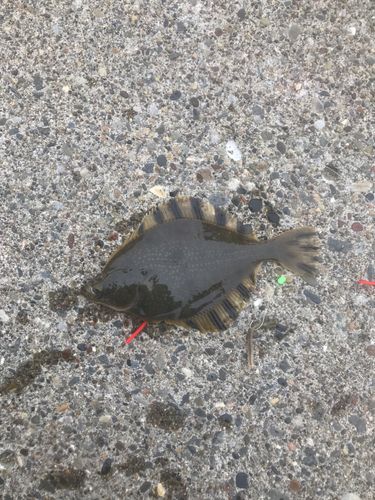 カレイの釣果