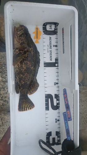 タケノコメバルの釣果