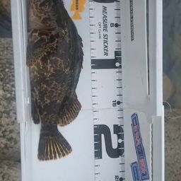 タケノコメバル