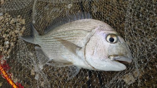 ヘダイの釣果