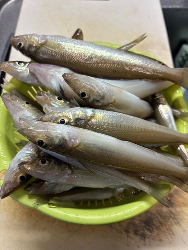 キスの釣果