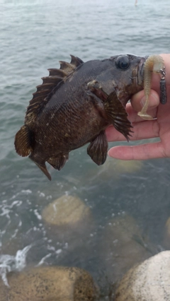 クロソイの釣果