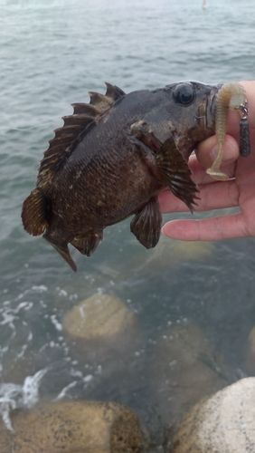 クロソイの釣果