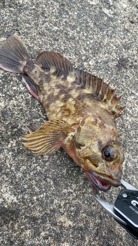 ガシラの釣果