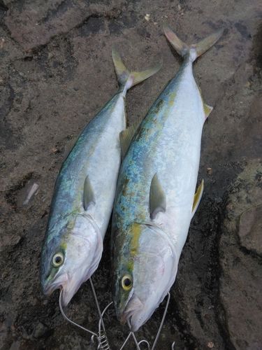 ハマチの釣果