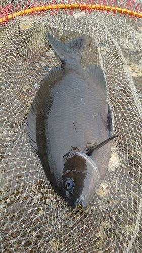 クチブトグレの釣果