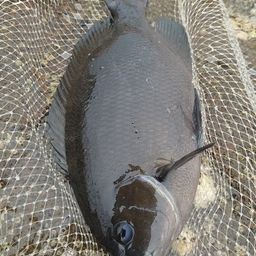 クチブトグレ