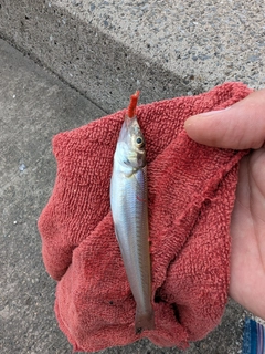 シロギスの釣果
