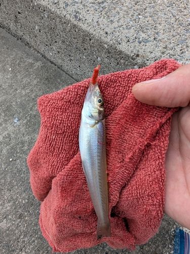 シロギスの釣果