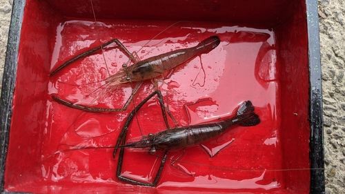 テナガエビの釣果