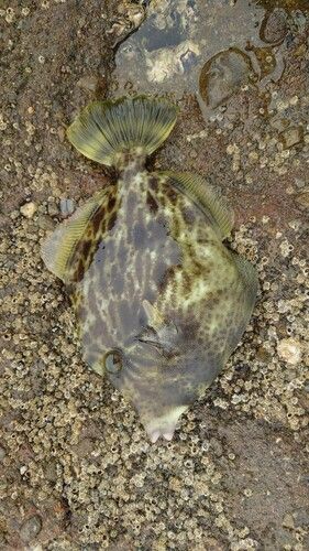 カワハギの釣果