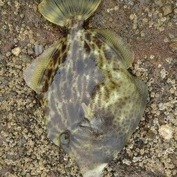 カワハギ