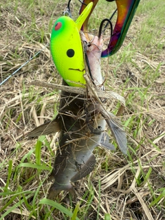 アメリカンキャットフィッシュの釣果