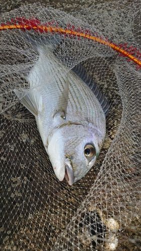 ヘダイの釣果