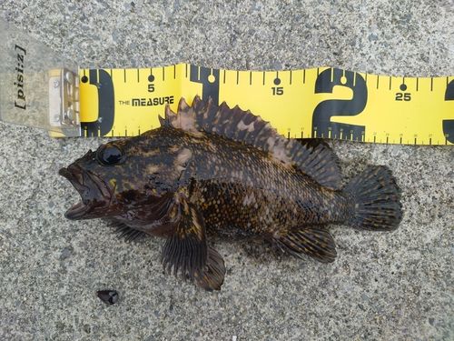 オウゴンムラソイの釣果