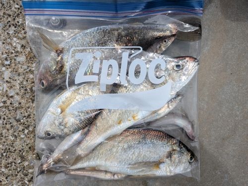 イシモチの釣果