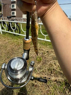 ハゼの釣果