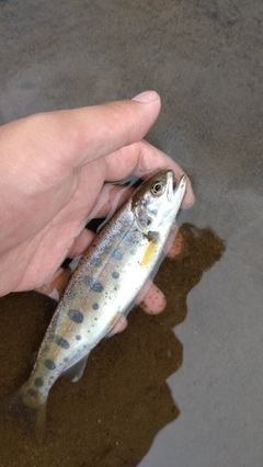 ヤマメの釣果