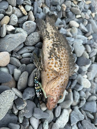 オオモンハタの釣果