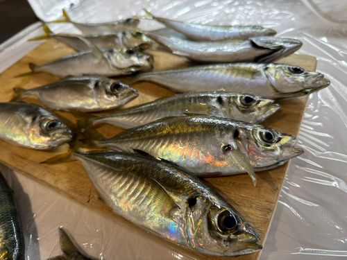 釣果