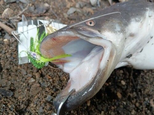 ビワコオオナマズ