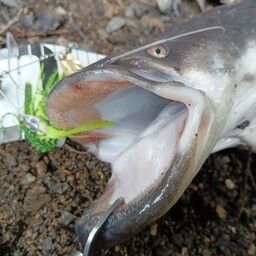 ビワコオオナマズ