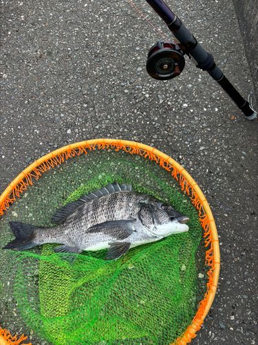 クロダイの釣果