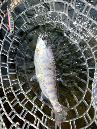 ヤマメの釣果