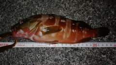 アカハタの釣果