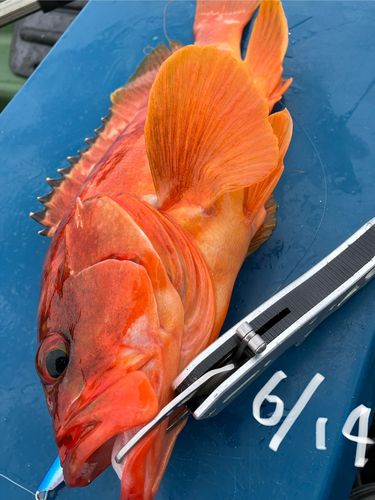 アカハタの釣果