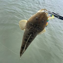マゴチ