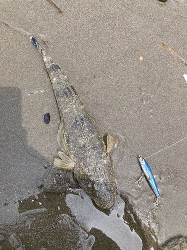 マゴチの釣果