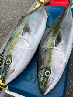ブリの釣果