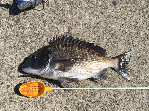 クロダイの釣果