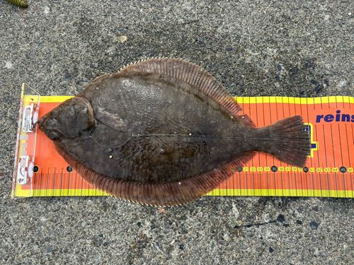 カレイの釣果