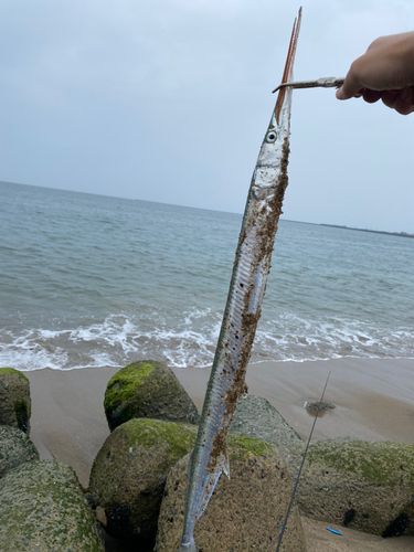 ダツの釣果