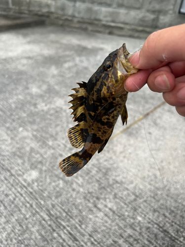 タケノコメバルの釣果