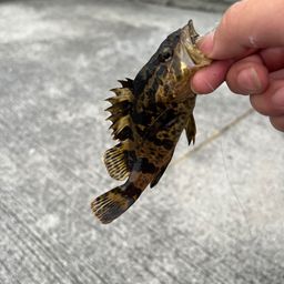 タケノコメバル