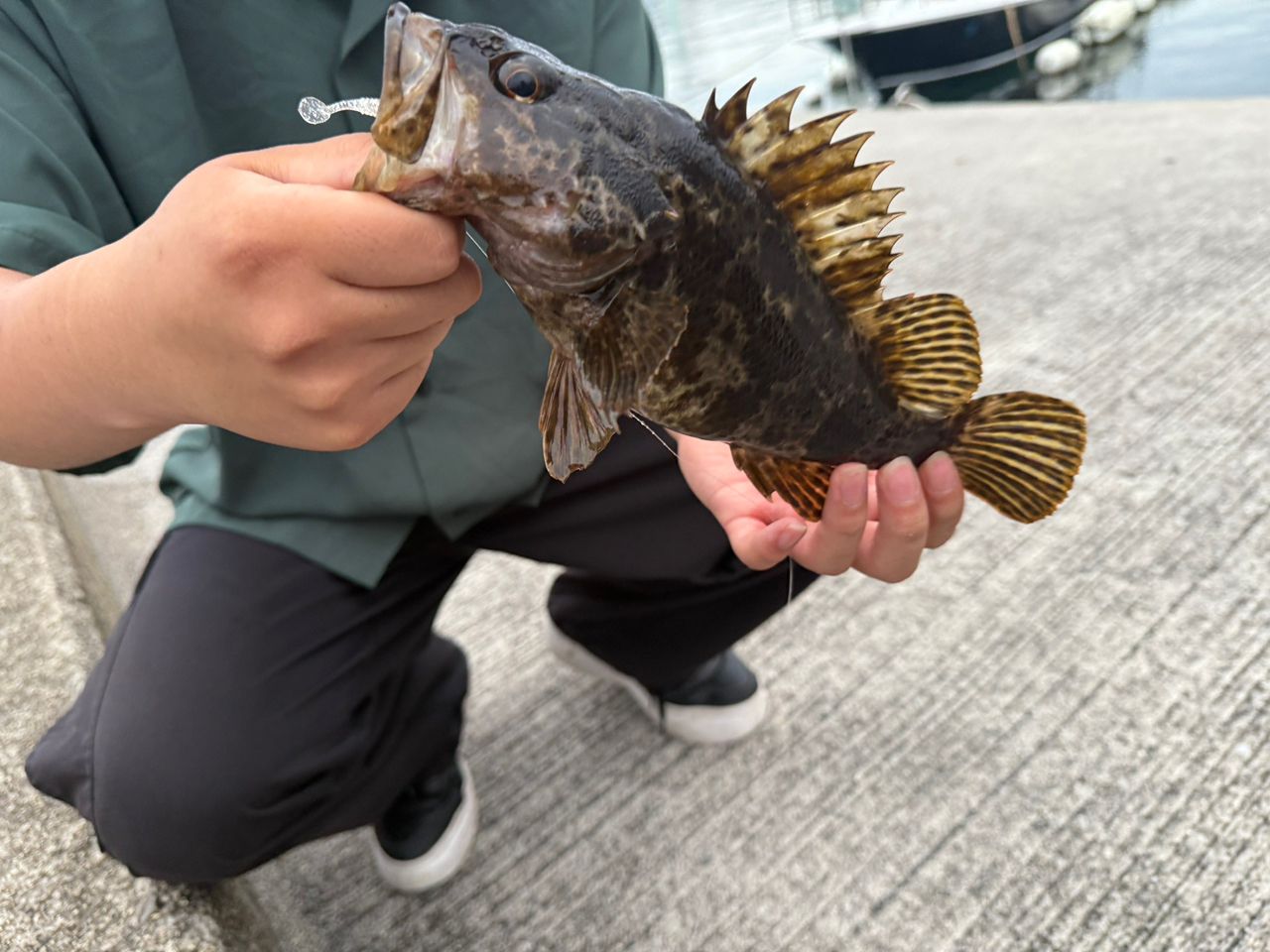 タケノコメバル