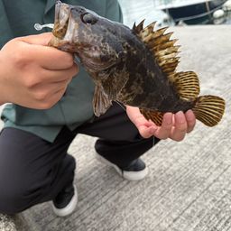 タケノコメバル