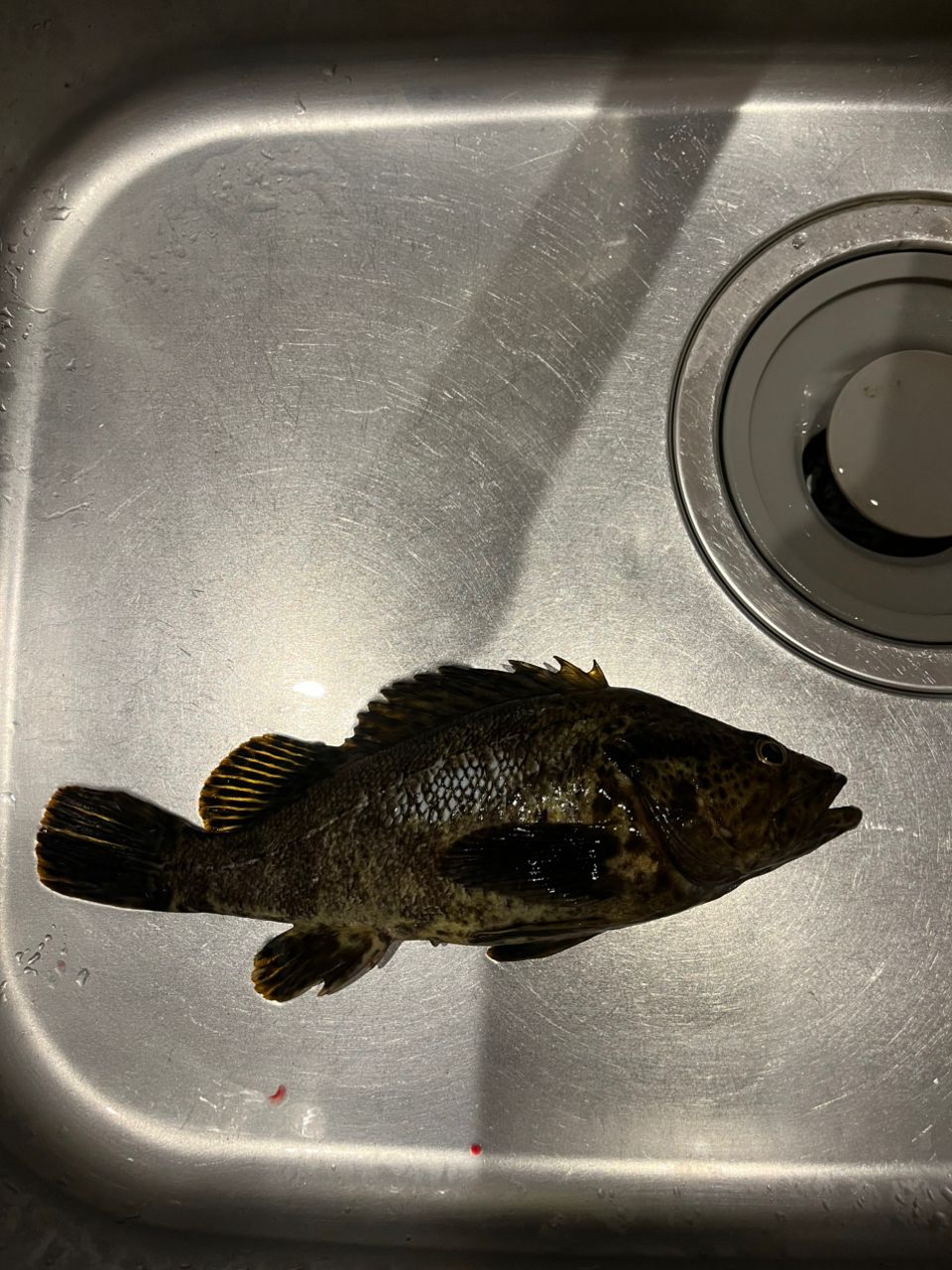 タケノコメバル