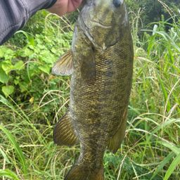 スモールマウスバス