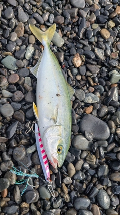 ワカシの釣果