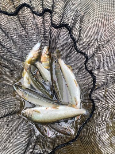 アユの釣果