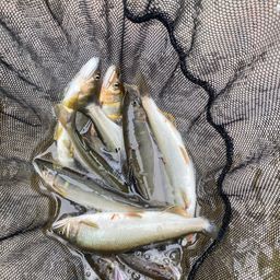 アユ