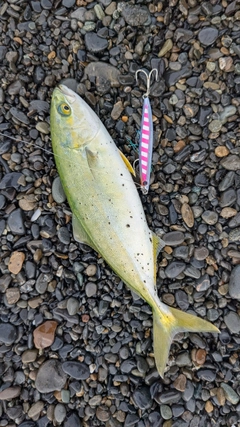 ワカシの釣果