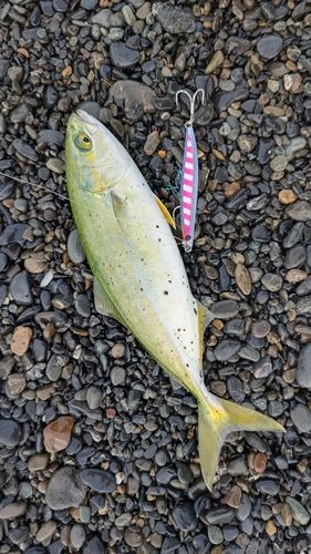 ワカシの釣果